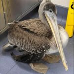 brown pelican standing on a tile floor indoors