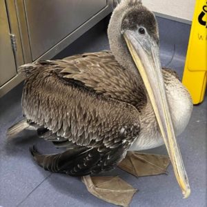 brown pelican standing on a tile floor indoors