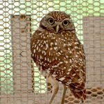 burrowing owl in cage
