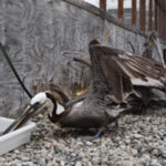 California brown pelican standing in pen with wings outstretched and drinking from tub