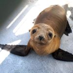 very thin California sea lion standing on cement in outdoor pen