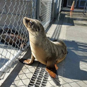 California sea lion by fence