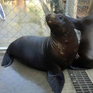 California sea lion pup in a pen