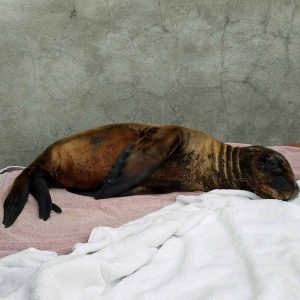 California sea lion pup lying down in pen