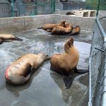 California sea lions in pen