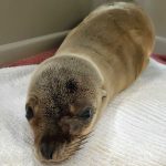 California sea lion pup on towel