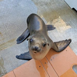 California sea lion looking up at camera while standing on wet cement floor outside