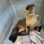very thin California sea lion pup standing in pen