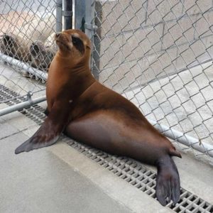California sea lion pup standing in outdoor pen after putting on weight