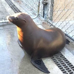 healthy California sea lion standing on cement in outdoor pen