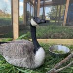 Canada goose sitting upright in an outdoor pen