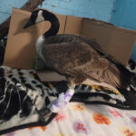 Canada goose with bandaged leg standing on towel