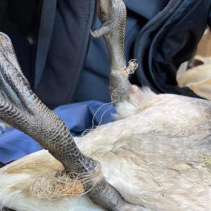 legs of an overturned Canada goose that are wrapped in netting