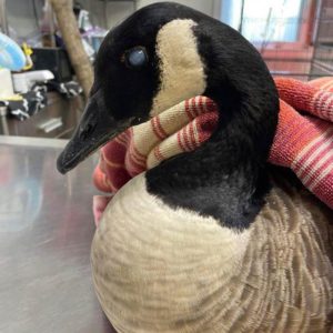 Canada goose wrapped in towel sitting on exam table