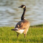 Canada goose walking on grass near water