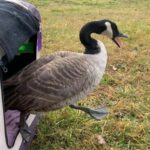 Canada goose stepping out of a pet carrier onto grass