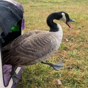 Canada goose stepping out of a pet carrier onto grass