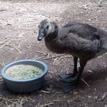 young Canada goose by dish