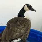 canada goose in wading pool