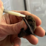a Cape serotine bat held in hand being fed by syringe