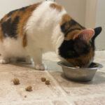 Eris the cat eating EmerAid from a bowl