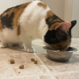 Eris the cat eating EmerAid from a bowl