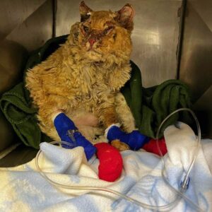 Cat named Guacamole with burn injuries bandaged sitting in cage