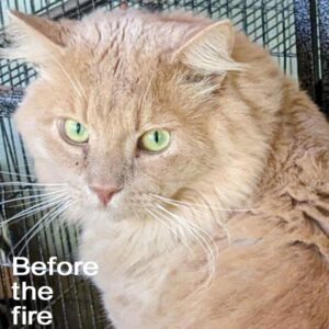 face of beautiful golden-colored cat named Guacamole (before the fire)