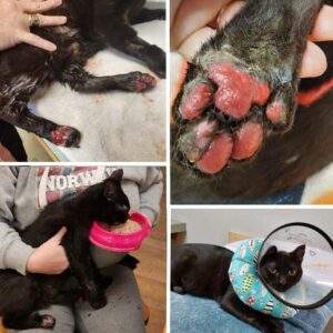 collage of four photos showing burn injuries to the feet of a cat named Toes
