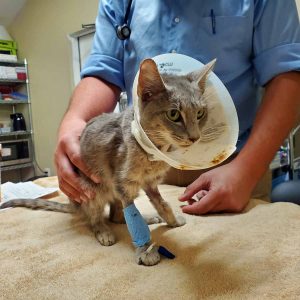 cat wearing ecollar at vet