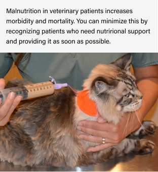 cat with feeding tube