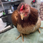 chicken with swelling on face standing on towel on table