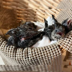 several chimney swift chicks in a basket