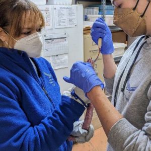 western coachwhip snake being tube fed 