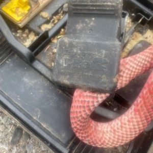 snap trap squeezing the body of a western coachwhip snake