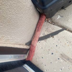 western coachwhip snake trapped under door