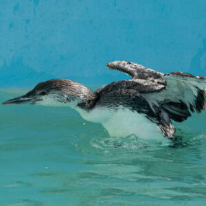 common loon paddling in water