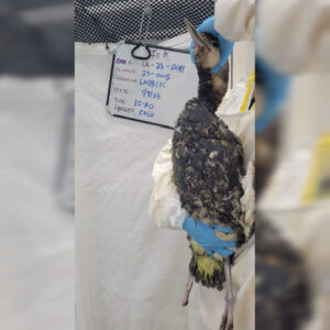 common loon held by hands to show oil covering feathers