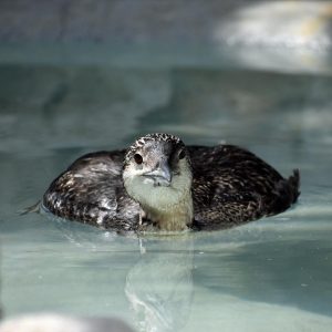 common loon in water looking at camera