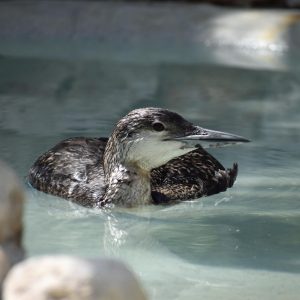 common loon on water, side view