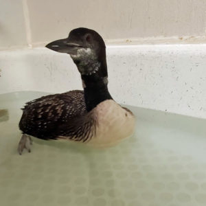 common loon swimming in tub