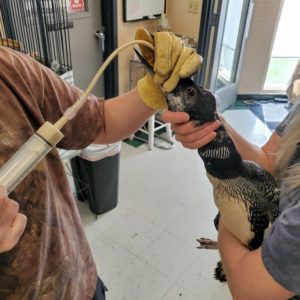 common loon held in arms of one person while another syringe feeds into beak