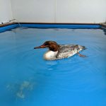 common merganser