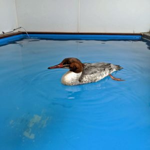 common merganser
