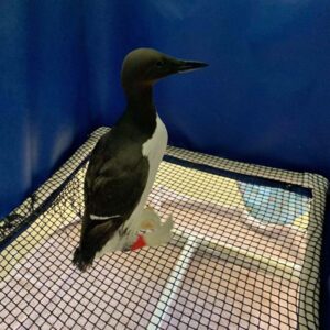 common murre standing in indoor enclosure