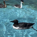 common murre paddling in outdoor pool