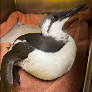 common murre sitting upright on towel in cage