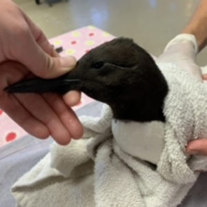 common murre held in towel with hand on beak
