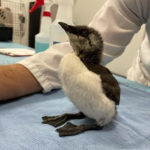young common murre chick standing on its own on a towel on a table