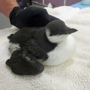 young common murre chick held upright on towel on table